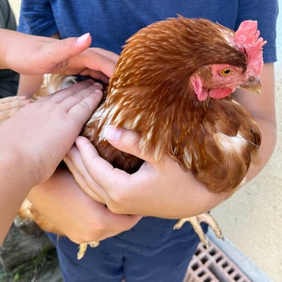 Kind hält Huhn mit Hand, die es streichelt.