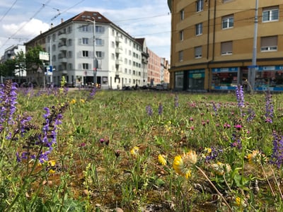 Blumenwiese