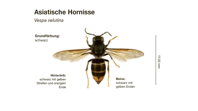 Illustration einer Asiatischen Hornisse mit Beschreibung der wichtigsten Erkennungsmerkmale