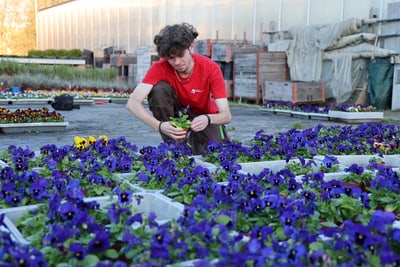 Lernender in rotem T-Shirt mit Viola in der Hand.