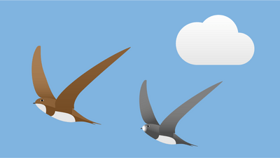 Zwei fliegende Vögel im Himmel mit Wolke.