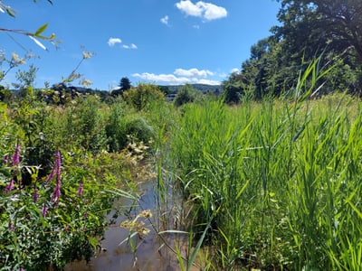 Blühende Wiese mit hohem Gras und blauem Himmel im Hintergrund.