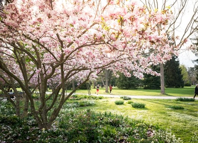Blühender Magnolienbaum im Park bei Sonnenschein.