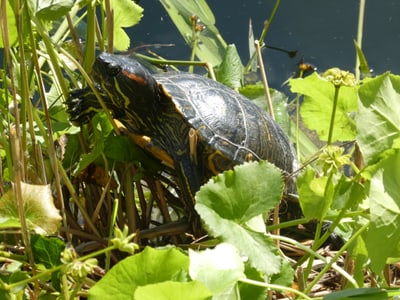 Schildkröte sonnt sich auf Pflanzen am Gewässer.