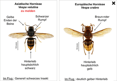 Merkmale, welche die Asiatische Hornisse von der Europäischen Hornisse unterscheidet