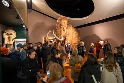 Menschen betrachten ein Mammut im Museum.",