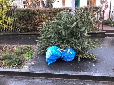 Weggeworfener Tannenbaum mit blauen Müllsäcken auf Gehweg.