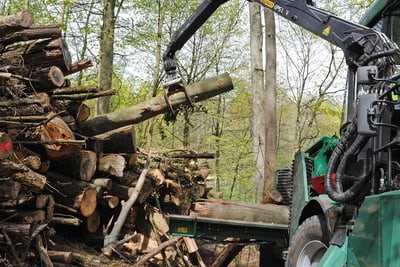 Holznutzung Bruderholz