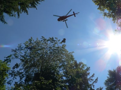 Gipfeltriebernte 2019 Einsatz über den Bäumen