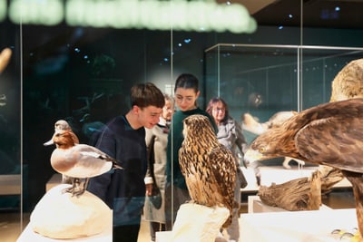 Kinder betrachten Vogelausstellung im Naturhistorischen Museum Basel.