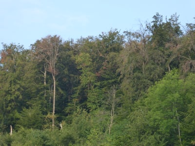 MM Sommer 2018 Trockenheit Wald Sissach Metzenholde