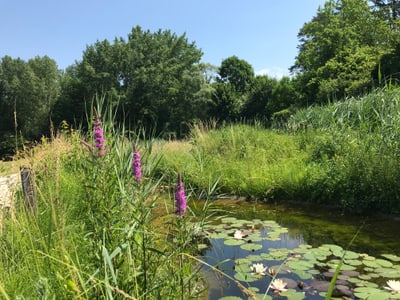 Eisweiher