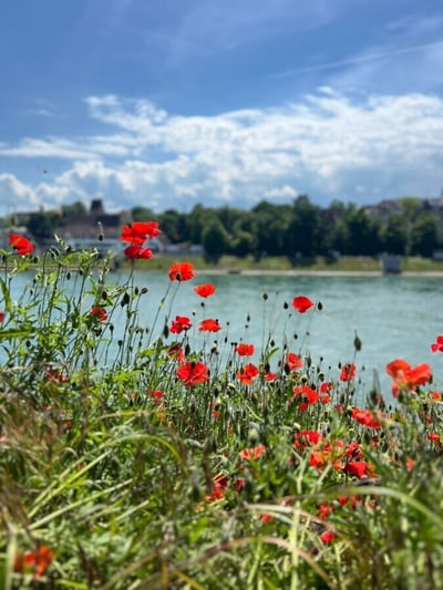 Rote Mohnblumen vor Flusslandschaft und blauem Himmel.