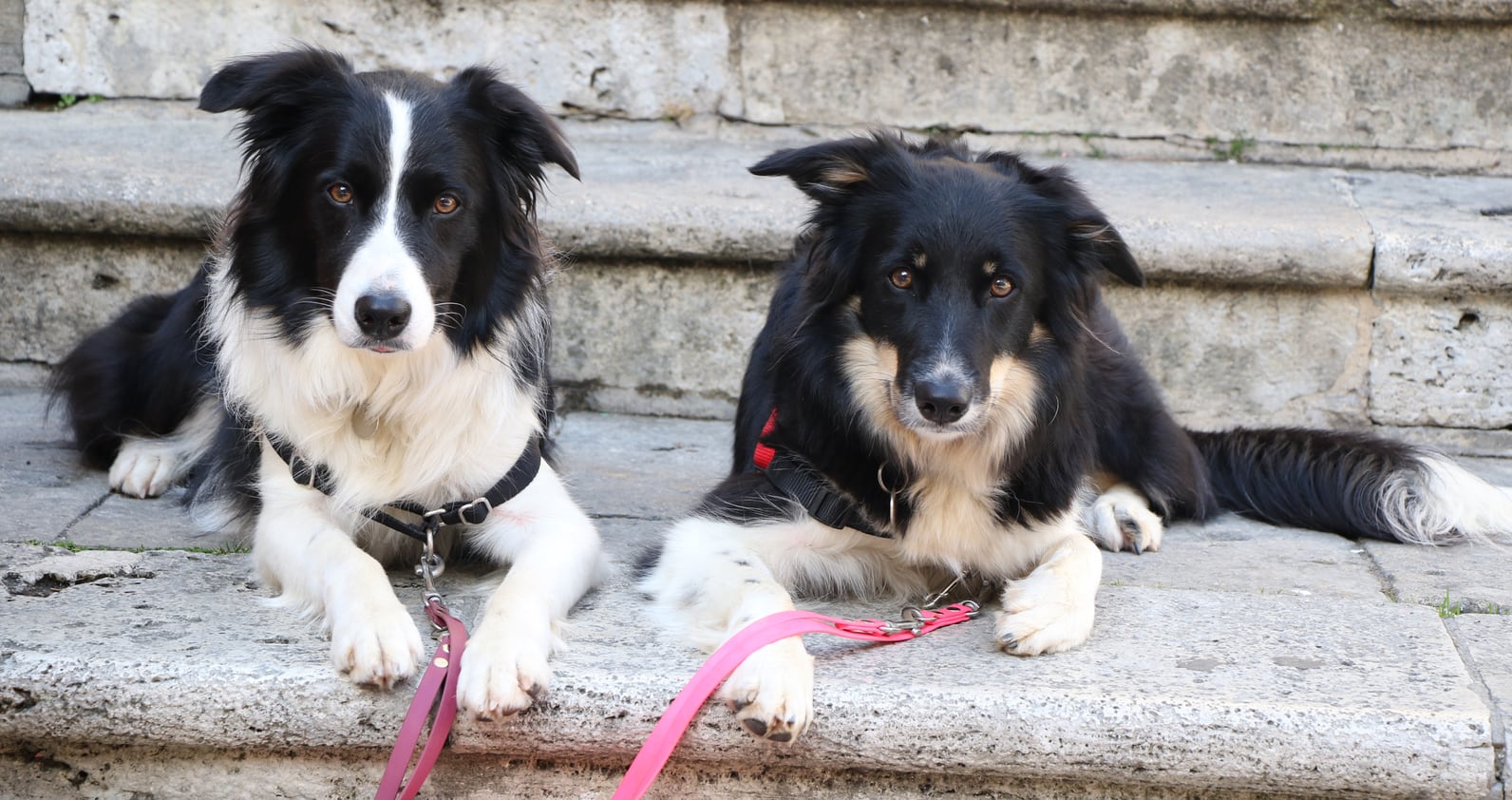 Ab Wann Muss Man Hund Anmelden Hund anmelden | bs.ch
